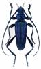 Philematium currori