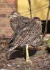 Burhinus capensis - Spotted Thick-knee