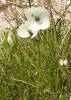 Papaver maculosum - mák bělokvětý