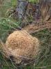 Sparassis crispa - Wood Cauliflower