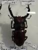 Hexarthrius forsteri