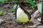 Appias lyncida