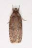 Agonopterix cnicella - plochuška máčková