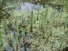 Hippuris vulgaris - prustka obecná