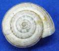 Backeljaia gigaxii