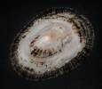 Scutellastra argenvillei