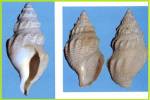 Gymnobela agassizii