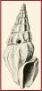 Drillia acapulcana