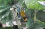 Cephonodes virescens