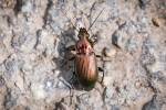 Poecilus versicolor