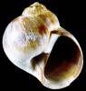 Euspira massieri