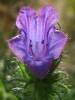 Echium vulgare - hadinec obecný