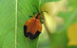 Acantholycus constrictus