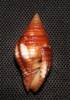 Pseudonebularia cucumerina
