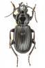 Pterostichus aethiops