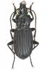 Pterostichus niger - střevlíček černý