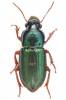 Harpalus affinis - kvapník měnivý