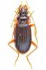 Leistus rufomarginatus