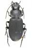 Licinus cassideus cassideus