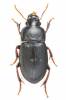 Harpalus tardus