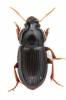 Harpalus pumilus