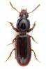 Clivina fossor fossor