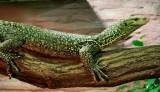 Varanus indicus - Mangrove Monitor