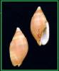 Nebularia fastigium