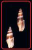 Carinomitra typha