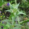 Collomia linearis - Tiny Trumpet