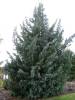 Juniperus chinensis