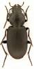 Licinus depressus