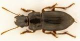 Harpalus latus