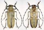 Apriona cinerea