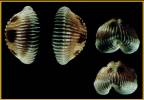 Pusula labiosa