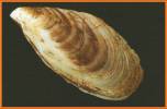 Mytilopsis leucophaeata - Brackish Water Mussel