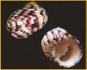 Nerita versicolor