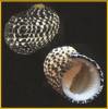 Nerita tessellata - zubovec kostkovaný