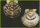 Argopecten nucleus