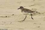 Pluvialis dominica - American Golden Plover