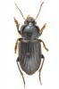 Anisodactylus binotatus - nestejnočlenec dvojjamký