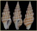 Decoradrillia harlequina