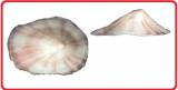 Erginus sybariticus