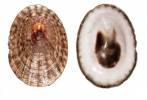 Lottia pelta