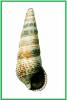 Batillaria cumingii
