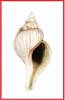 Boreotrophon truncatus