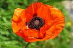 Papaver pseudo-orientale - mák zahradní