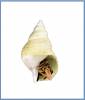 Buccinum acuminulatum