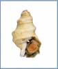 Buccinum cnismatum