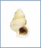 Buccinum epistomium
